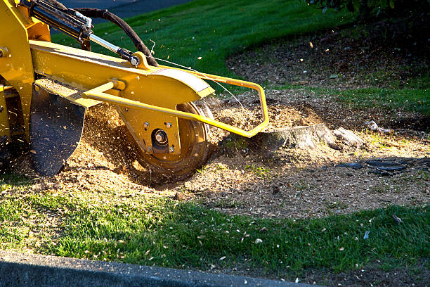 Best Emergency Storm Tree Removal  in Stockton, UT